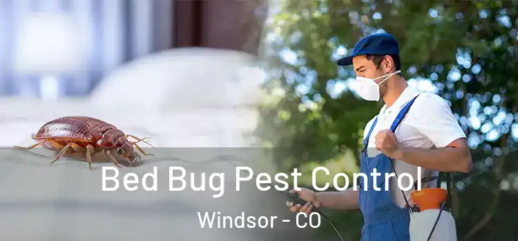 Bed Bug Pest Control Windsor - CO