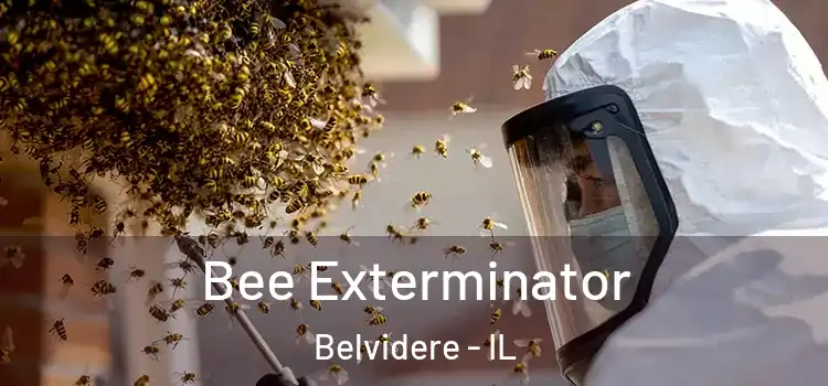 Bee Exterminator Belvidere - IL