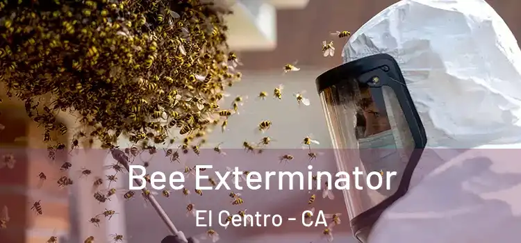 Bee Exterminator El Centro - CA