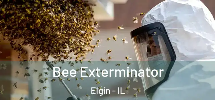Bee Exterminator Elgin - IL