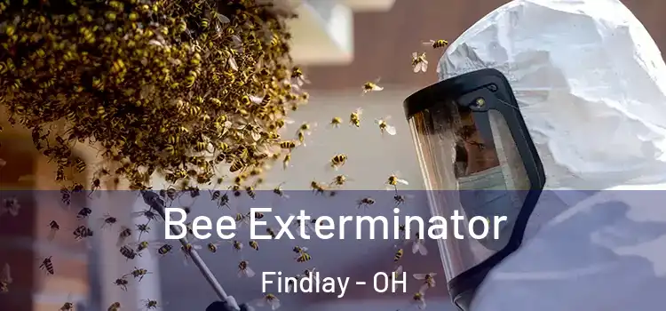 Bee Exterminator Findlay - OH