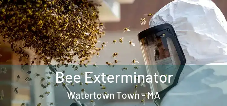  Bee Exterminator Watertown Town - MA