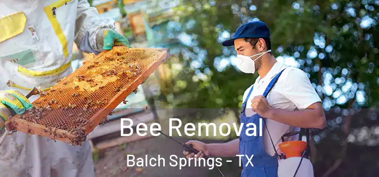  Bee Removal Balch Springs - TX