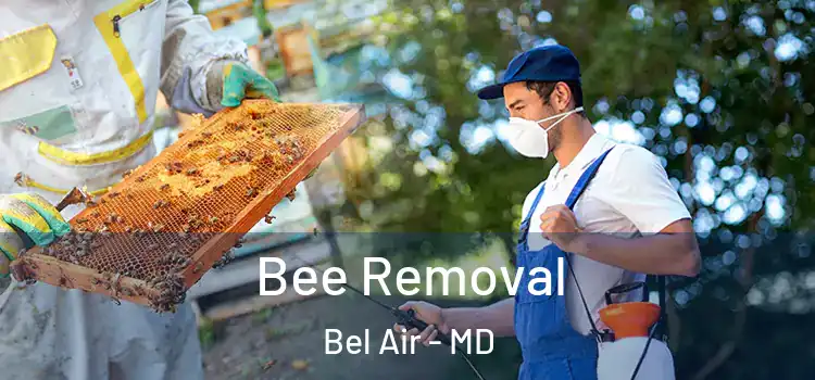  Bee Removal Bel Air - MD