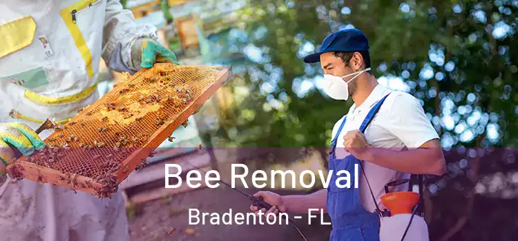  Bee Removal Bradenton - FL
