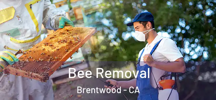  Bee Removal Brentwood - CA