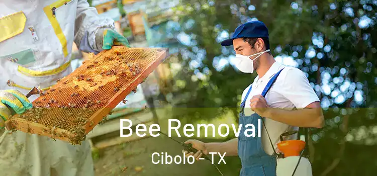  Bee Removal Cibolo - TX