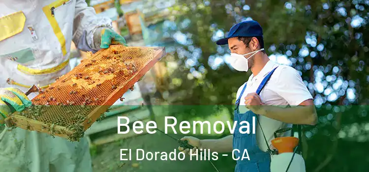  Bee Removal El Dorado Hills - CA