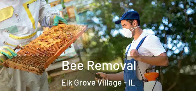  Bee Removal Elk Grove Village - IL