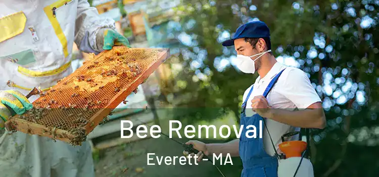  Bee Removal Everett - MA