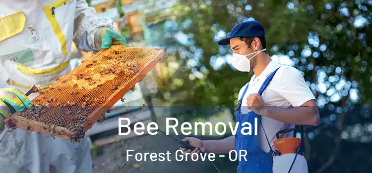  Bee Removal Forest Grove - OR