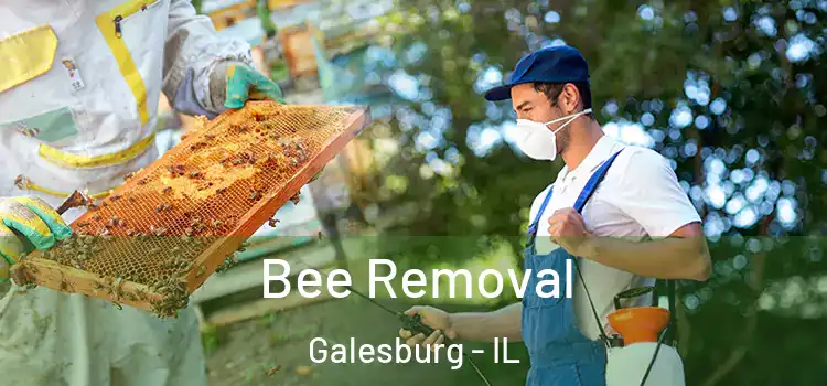  Bee Removal Galesburg - IL