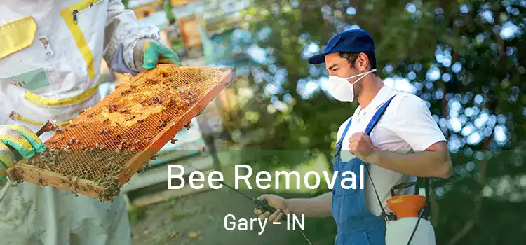  Bee Removal Gary - IN