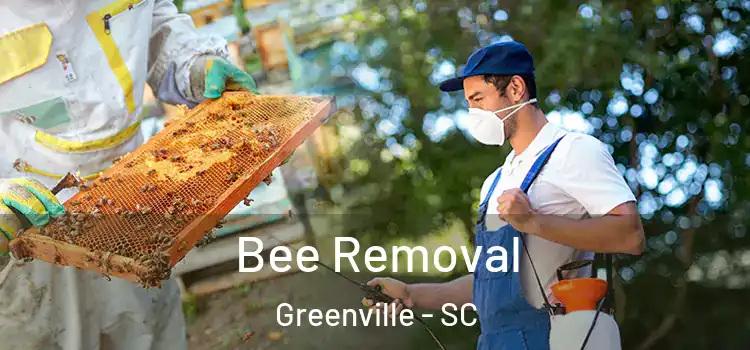  Bee Removal Greenville - SC