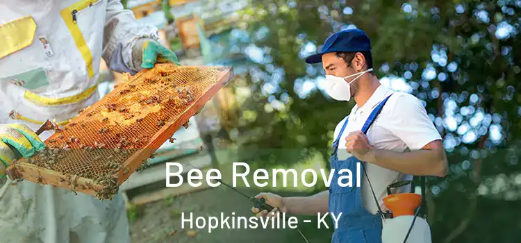  Bee Removal Hopkinsville - KY