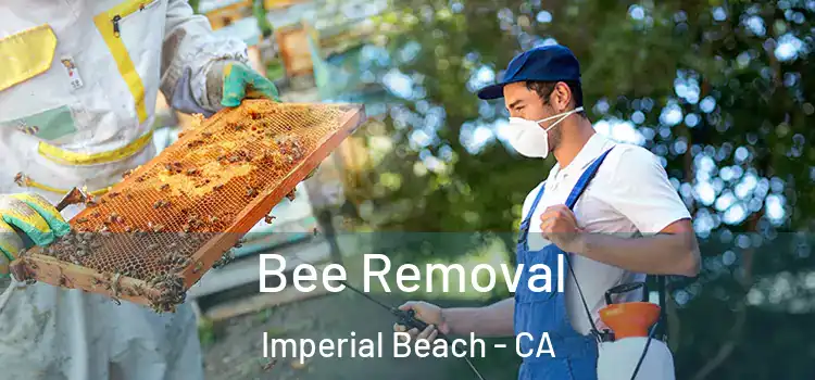  Bee Removal Imperial Beach - CA