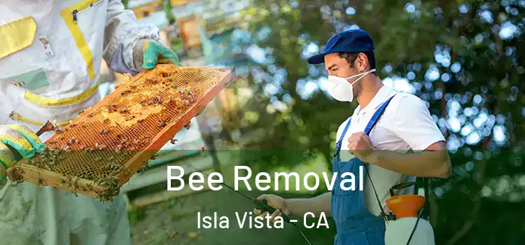  Bee Removal Isla Vista - CA