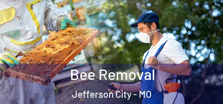  Bee Removal Jefferson City - MO