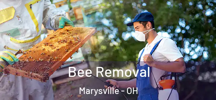  Bee Removal Marysville - OH