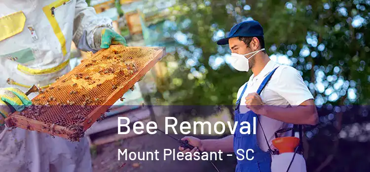  Bee Removal Mount Pleasant - SC