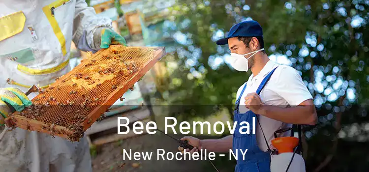  Bee Removal New Rochelle - NY