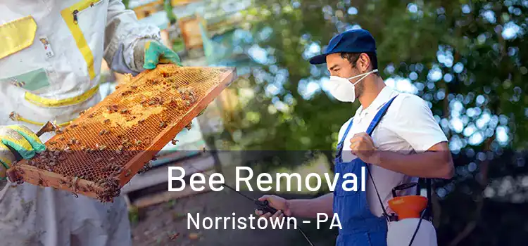  Bee Removal Norristown - PA