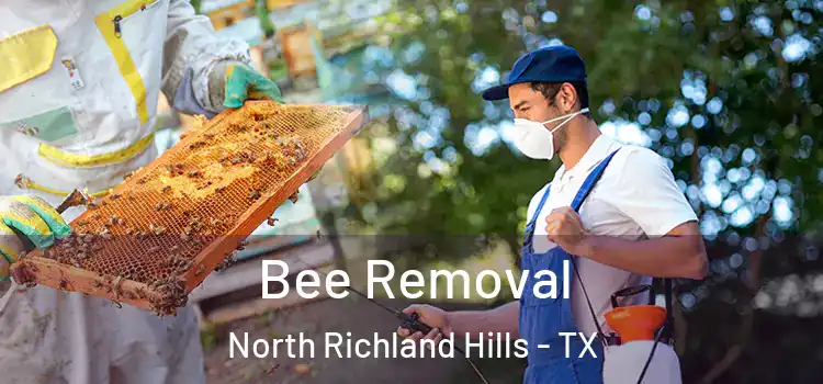  Bee Removal North Richland Hills - TX