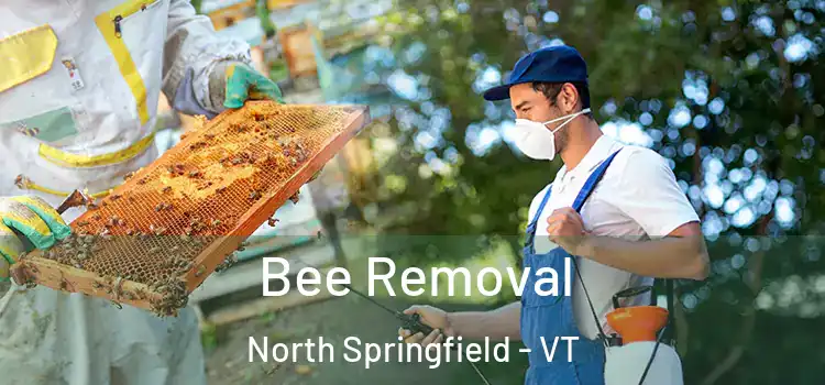  Bee Removal North Springfield - VT