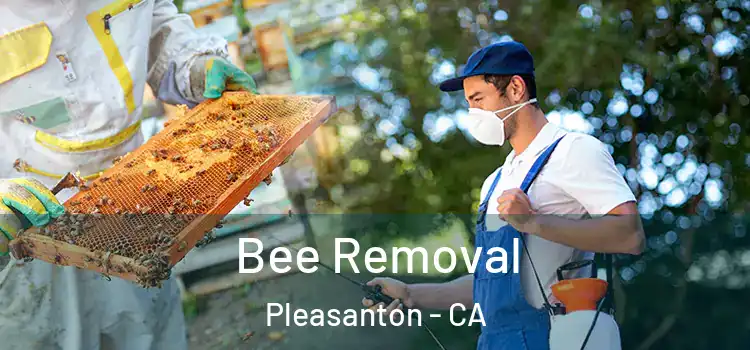  Bee Removal Pleasanton - CA