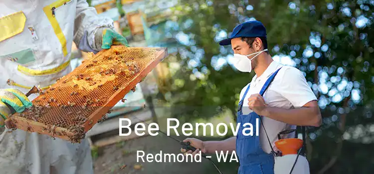  Bee Removal Redmond - WA
