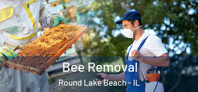  Bee Removal Round Lake Beach - IL