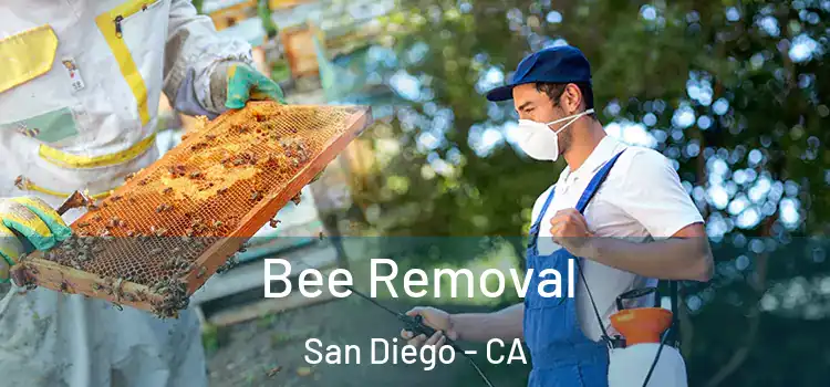  Bee Removal San Diego - CA