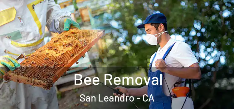  Bee Removal San Leandro - CA