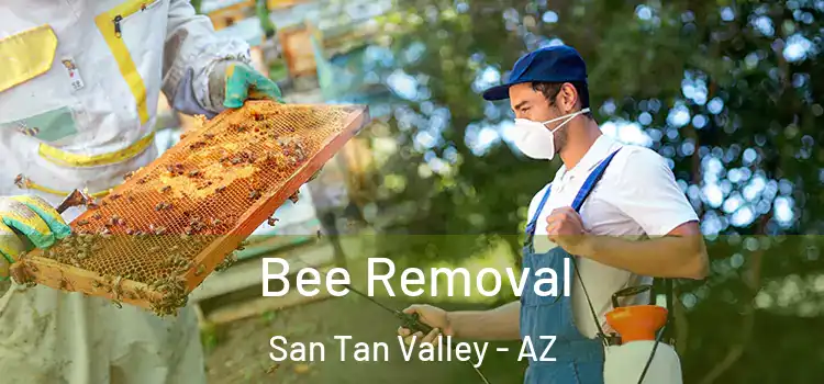  Bee Removal San Tan Valley - AZ