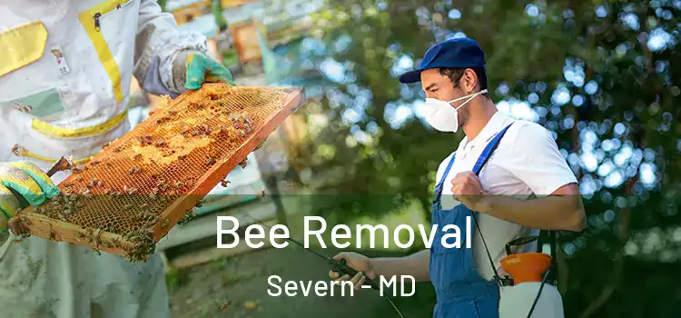  Bee Removal Severn - MD