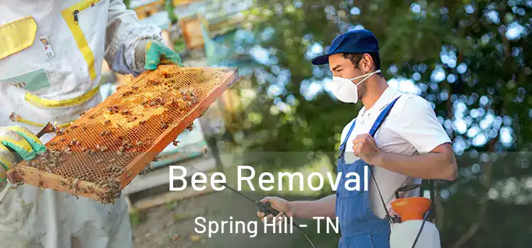  Bee Removal Spring Hill - TN