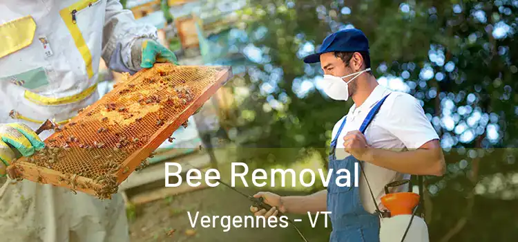  Bee Removal Vergennes - VT