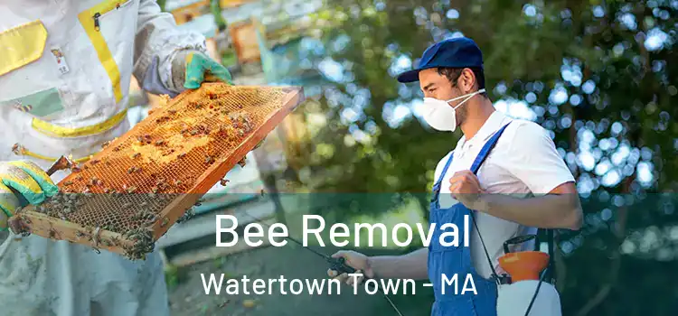  Bee Removal Watertown Town - MA