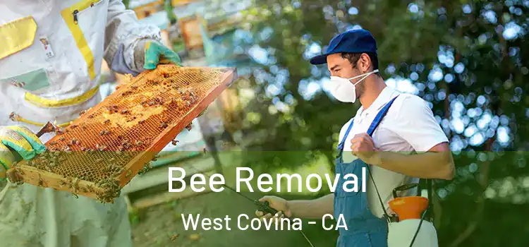  Bee Removal West Covina - CA
