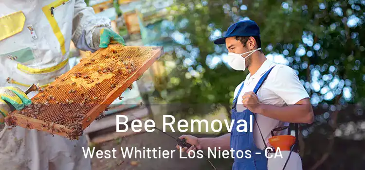 Bee Removal West Whittier Los Nietos - CA