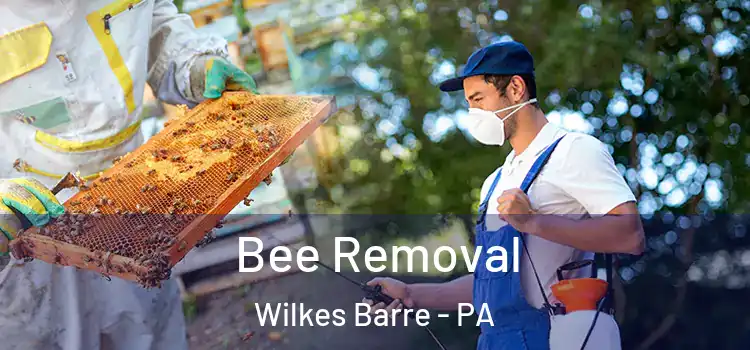  Bee Removal Wilkes Barre - PA