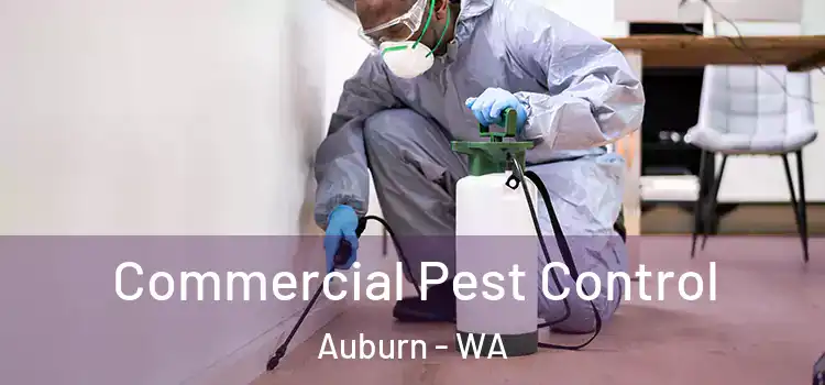 Commercial Pest Control Auburn - WA
