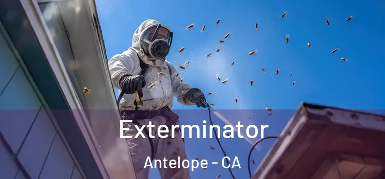 Exterminator Antelope - CA