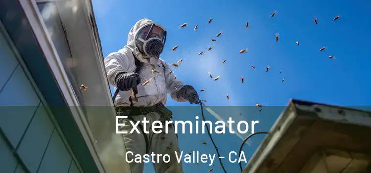Exterminator Castro Valley - CA