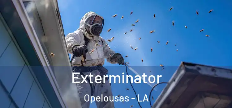 Exterminator Opelousas - LA