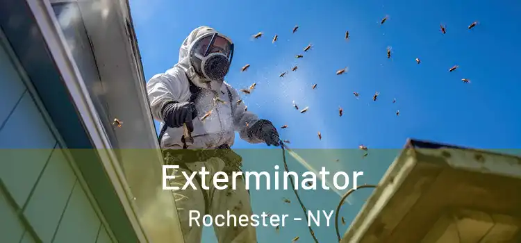  Exterminator Rochester - NY