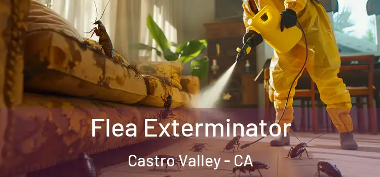 Flea Exterminator Castro Valley - CA