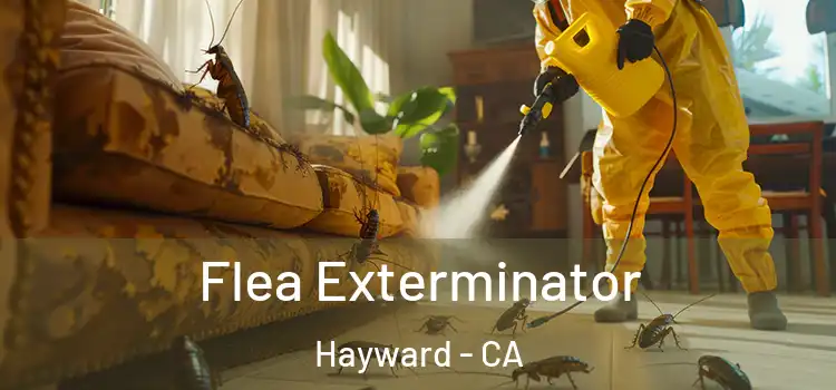  Flea Exterminator Hayward - CA