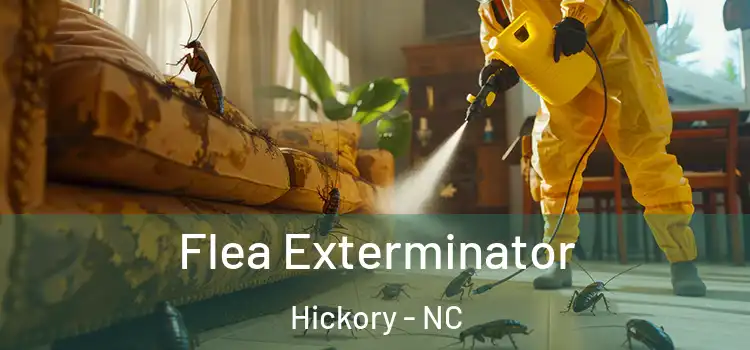 Flea Exterminator Hickory - NC