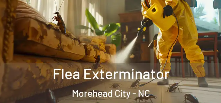 Flea Exterminator Morehead City - NC